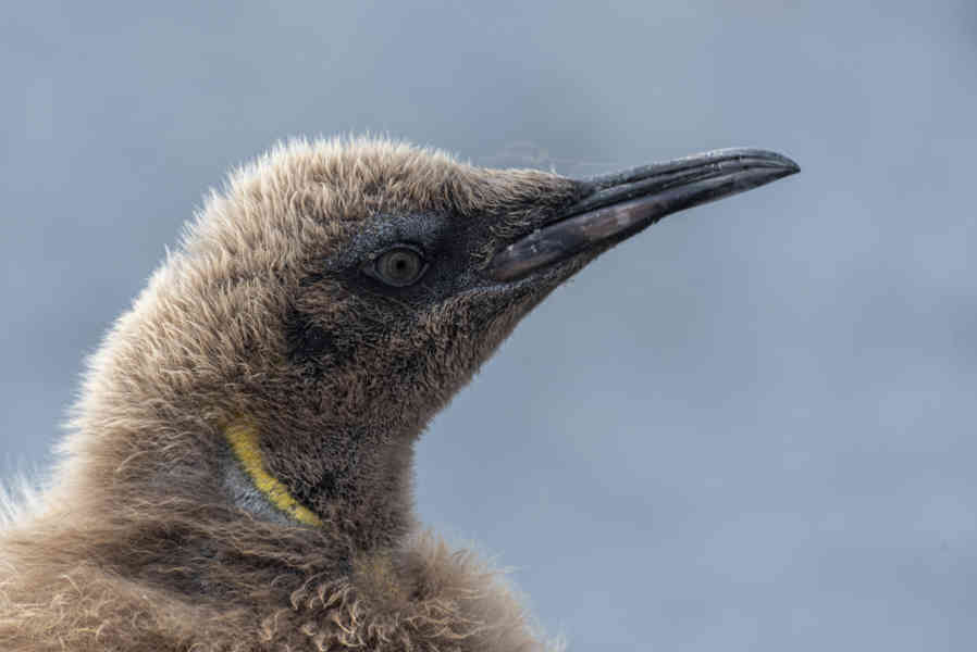 Pingüino Rey - islas Georgias del Sur 049.jpg